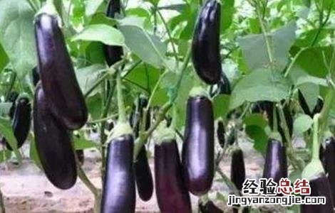 露地夏茄子管理技术 露地茄子种植管理技术