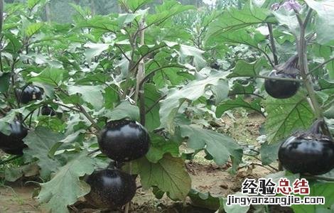 露地夏茄子管理技术 露地茄子种植管理技术