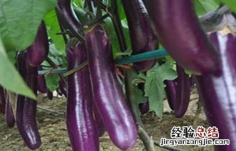 露地夏茄子管理技术 露地茄子种植管理技术