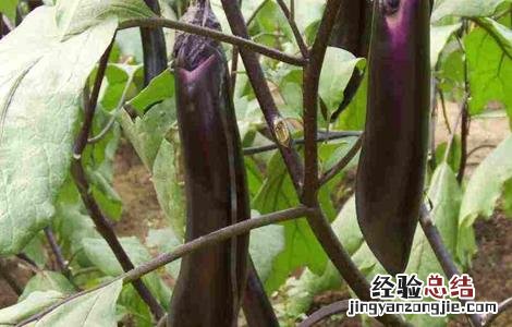 秋露地茄子种植技术及时间 夏季露地茄子七月种植法
