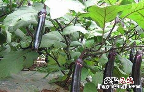 秋露地茄子种植技术及时间 夏季露地茄子七月种植法