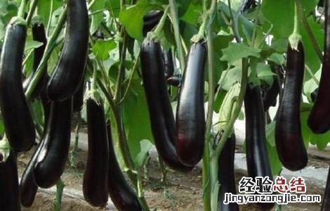 秋露地茄子种植技术及时间 夏季露地茄子七月种植法