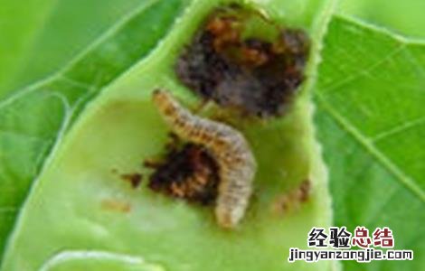 四季豆钻心虫的防治措施有哪些 四季豆钻心虫的防治措施