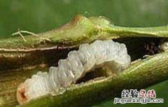 四季豆钻心虫的防治措施有哪些 四季豆钻心虫的防治措施