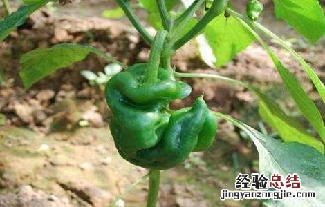 辣椒弯果是怎么回事 辣椒弯弯怎么回事