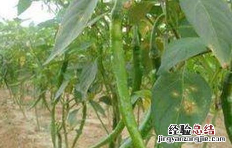 辣椒弯果是怎么回事 辣椒弯弯怎么回事
