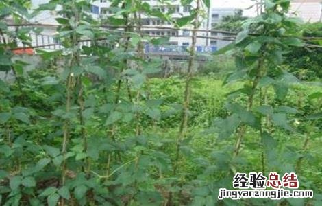 豆角不开花原因及解决方法 豆角只开花不长豆角怎么办