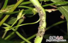 豆角不开花原因及解决方法 豆角只开花不长豆角怎么办