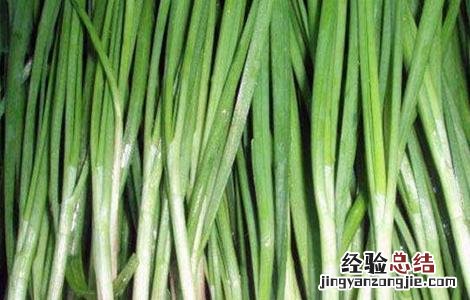 红韭菜栽培技术 红韭菜栽培技术和管理