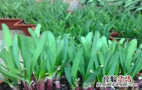 红韭菜栽培技术 红韭菜栽培技术和管理