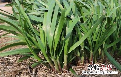 红韭菜栽培技术 红韭菜栽培技术和管理