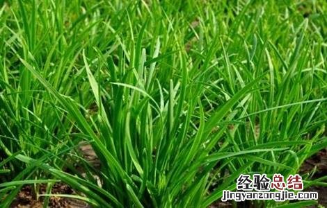 红韭菜栽培技术 红韭菜栽培技术和管理