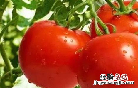 夏季番茄保花保果方法图片 夏季番茄保花保果方法
