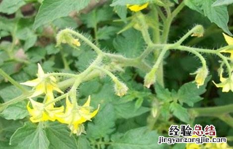 夏季番茄保花保果方法图片 夏季番茄保花保果方法