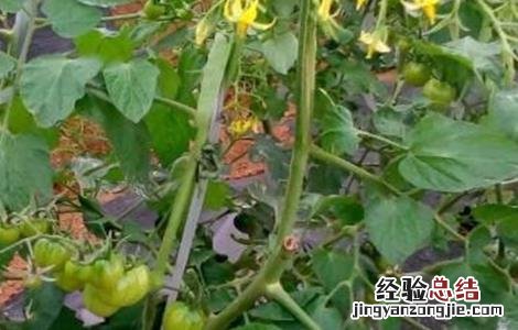 夏季番茄保花保果方法图片 夏季番茄保花保果方法