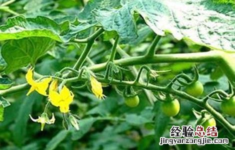 夏季番茄保花保果方法图片 夏季番茄保花保果方法