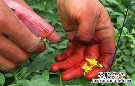 夏季番茄保花保果方法图片 夏季番茄保花保果方法