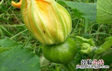 南瓜长不大掉落怎么办 南瓜长大一点自然脱落是什么原因?