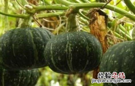 南瓜长不大掉落怎么办 南瓜长大一点自然脱落是什么原因?