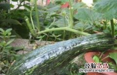 南瓜长不大掉落怎么办 南瓜长大一点自然脱落是什么原因?