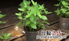 怎样养植薄荷 如何养植盆栽薄荷