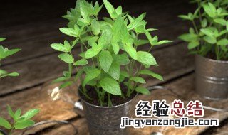 怎样养植薄荷 如何养植盆栽薄荷