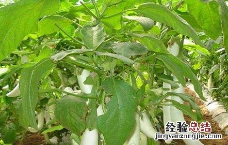 茄子变白的原因及防治方法 茄子变白的原因及防治方法图片