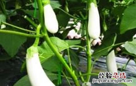茄子变白的原因及防治方法 茄子变白的原因及防治方法图片