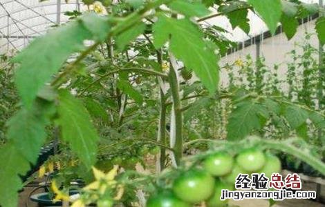 番茄水培技术 水培番茄的种植方法