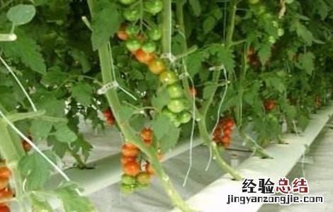 番茄水培技术 水培番茄的种植方法