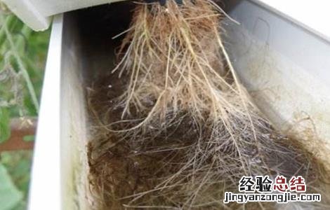 番茄水培技术 水培番茄的种植方法