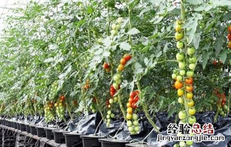 番茄水培技术 水培番茄的种植方法