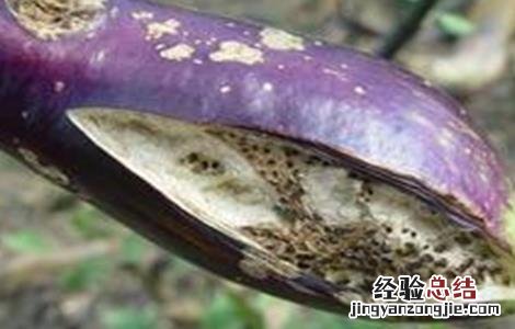 茄子烂果原因及防治方法 茄子烂果原因及防治方法有哪些