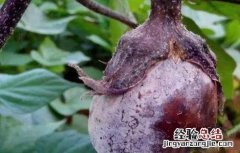 茄子烂果原因及防治方法 茄子烂果原因及防治方法有哪些