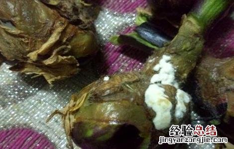 茄子烂果原因及防治方法 茄子烂果原因及防治方法有哪些