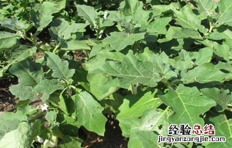 再生茄的栽培技术视频 再生茄的栽培技术