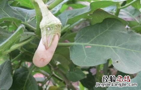 再生茄的栽培技术视频 再生茄的栽培技术