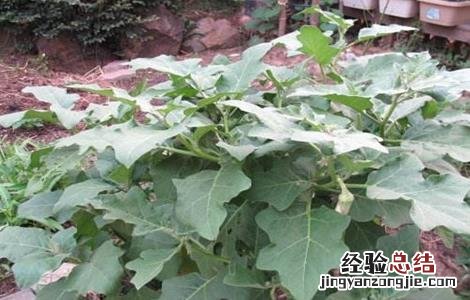 再生茄的栽培技术视频 再生茄的栽培技术