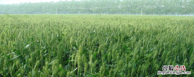 郑麦1860产量 郑麦1860品种介绍