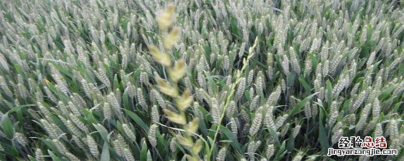 郑麦136品种简介 郑麦136麦种品种特性