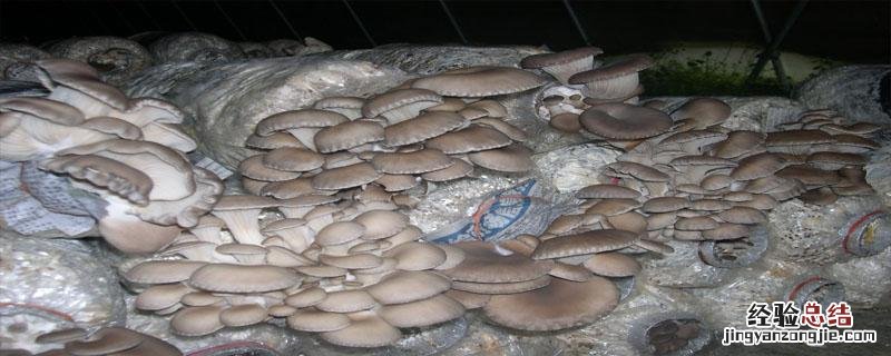 平菇菌包二次出菇方法要喷水吗 平菇菌包二次出菇方法