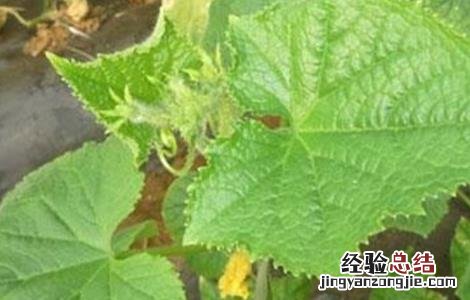 黄瓜花打顶怎么办?这五种办法可补救回来! 黄瓜瓜打顶原因及防治方法