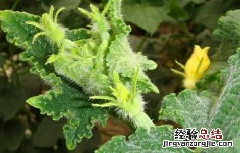 黄瓜花打顶怎么办?这五种办法可补救回来! 黄瓜瓜打顶原因及防治方法