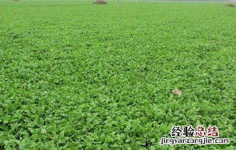 芨芨菜种植技术 芨芨菜生长环境