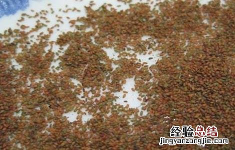 芨芨菜种植技术 芨芨菜生长环境