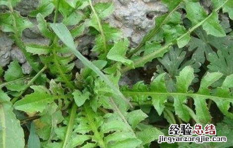 芨芨菜种植技术 芨芨菜生长环境