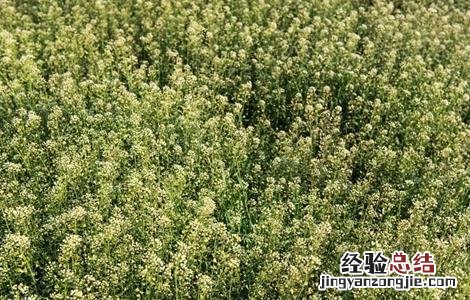 芨芨菜种植技术 芨芨菜生长环境