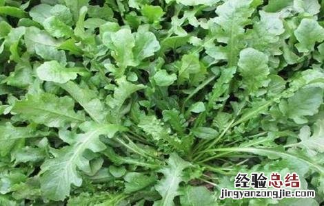 芨芨菜种植技术 芨芨菜生长环境