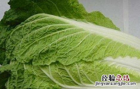 常见白菜品种有哪些名称 常见白菜品种有哪些