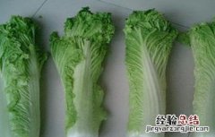 常见白菜品种有哪些名称 常见白菜品种有哪些